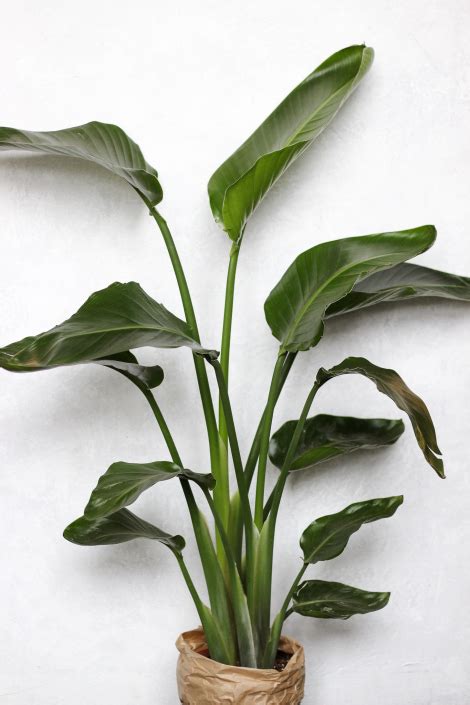 Strelicija su paukštį primenančiu žiedu