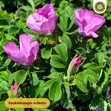 Invazinė mimozos krūmelis