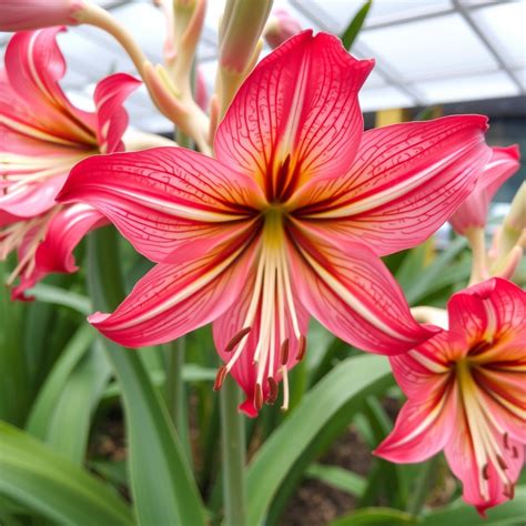 Nuotrauka iliustruojanti tinkamai paruoštą vazono dugną su drenažo sluoksniu.