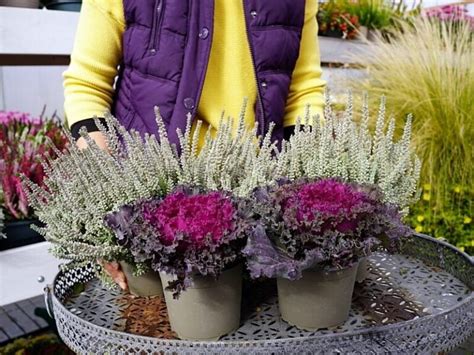 Vaizdas su skirtingų spalvų viržiais ir viržiais vazonuose, galbūt su dekoratyviniais elementais, imituojančiais žiemos aplinką.