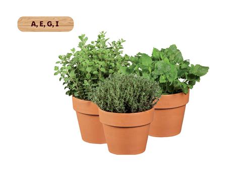 Nuotrauka su balkonu, kuriame auginamos daržovės ir prieskoninės žolelės skirtinguose vazonuose ir konteineriuose.