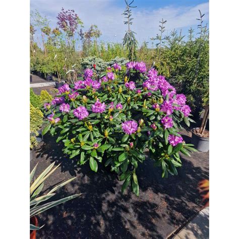 Rododendras, augantis po spygliuočiais medžiais, vaizduojantis dalinio pavėsio aplinką