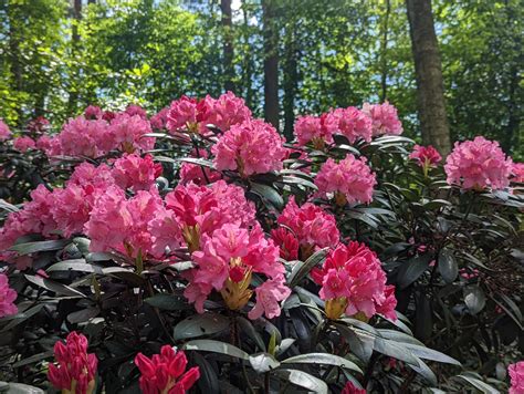 Nuotrauka su įvairių spalvų ir formų rododendrų žiedais