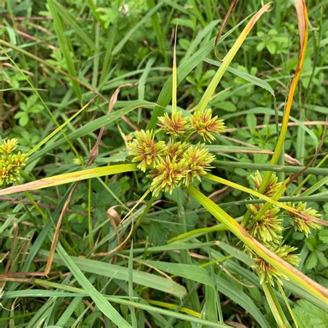 Dracenos augalas su ilgu, pliku stiebu ir lapų kuokštu viršuje