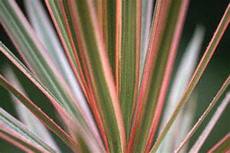 Dracenos stiebas nupjautas, matosi nauji ūgliai, besikalantys ties pjūvio vieta