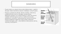 Schema, iliustruojanti sėklos sandarą: luobelę, gemalą (gemalinis pumpuras, stiebas, šaknis), maisto atsargų audinius (endospermas, sėklaskiltės).