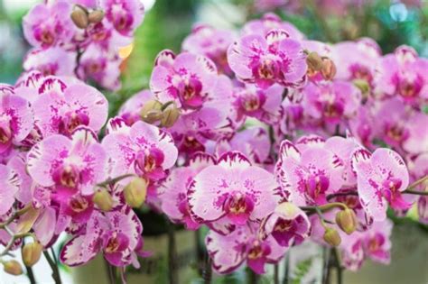 orchidėjos falenopsis šaknys, matomos per skaidrų vazoną