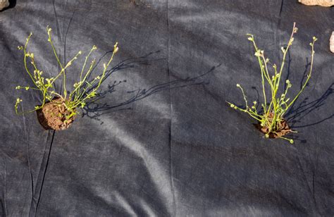 iliustracija, rodanti mulčio poveikį piktžolių augimui