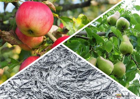 schematinis azoto trūkumo požymių pavaizdavimas ant obelų lapų