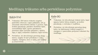 pavaizduoti kalio trūkumo požymiai ant augalo lapų - kraštų džiūvimas ir raukšlėjimasis