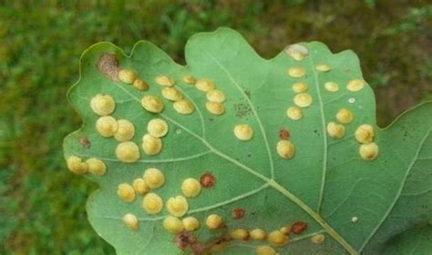 pavaizduoti fosforo trūkumo požymiai ant augalo lapų - rausvėjimas