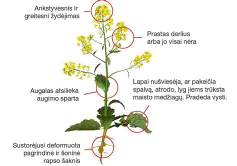 pavaizduoti magnio trūkumo požymiai ant augalo lapų - blyškėjimas palei gyslas
