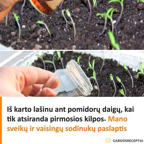 iliustracija su pomidorų daigų pikavimo procesu