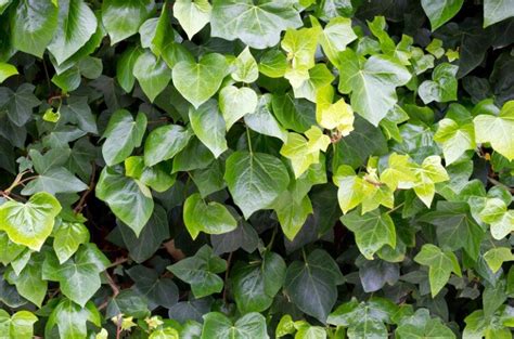 Gebenės lipikės lapai ir stiebas su orinėmis šaknelėmis