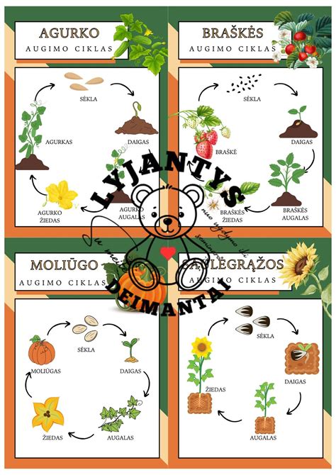 Nuotrauka, iliustruojanti skirtingas augalo augimo stadijas per sezoną