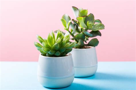 Nuotrauka, iliustruojanti, kaip augalai supakuojami siuntimui, galimai su pažymėtais apribojimais