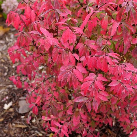 Nuotrauka su ryškiai raudona rudenine ‘Patriot’ šilauogės lapija.