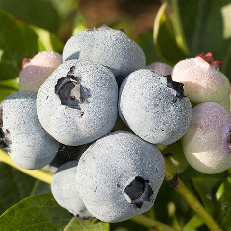 Nuotrauka su didžiulėmis ‘Chandler’ šilauogės uogomis, lyginant su įprasto dydžio uogomis.