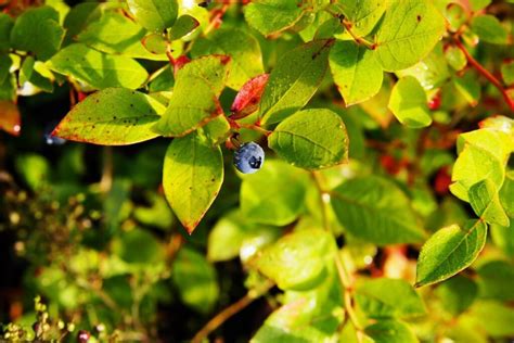 Lentelė su dažniausiomis šilauogių ligomis, jų apibūdinimu ir sprendimo būdais.