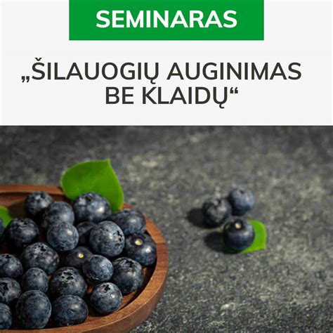 Infografika, vaizdžiai pateikianti šilauogių naudą įvairioms organizmo sistemoms.