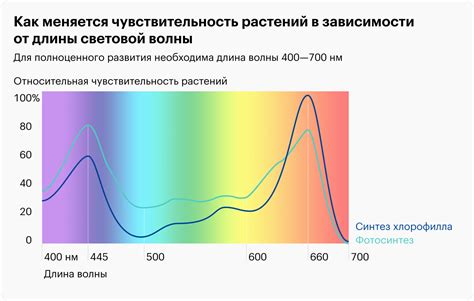 lyginamoji diagramma: raudonos ir mėlynos šviesos poveikis augalams