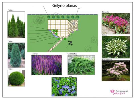 scheminė gėlyno prie namo vizualizacija su skirtingų aukščių augalais