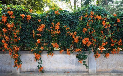 nuotrauka: vijokliniai augalai ant sienos ir palei žemę