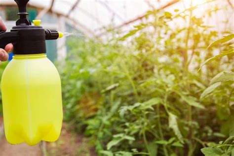 schema, kaip paruošti vario sulfato ir karbamido tirpalą purškimui