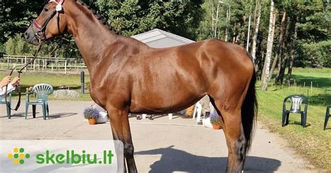 Nuotrauka su šiuolaikiniais trakėnų veislės žirgais varžybose