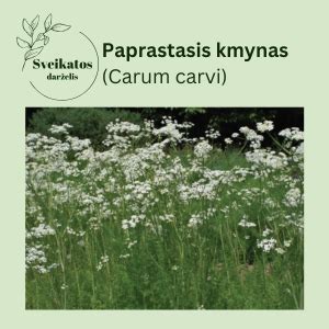 Paprastojo kmyno sėklos ir lapai