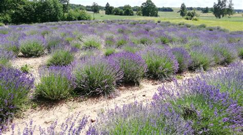 Levandų laukas saulėtą dieną