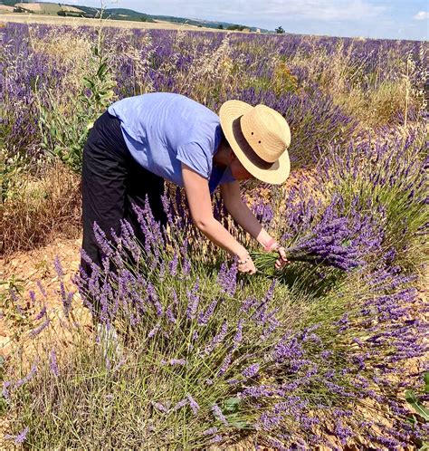 Vaizdas iš Provanso levandų laukų