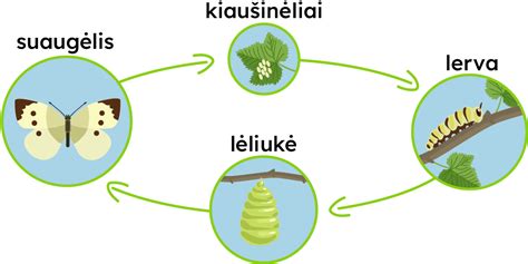 Schema, iliustruojanti skydamario gyvenimo ciklą ir skirtingas vystymosi stadijas.