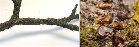 Nuotrauka: liepos šakelė, gausiai apnikta kablelinio skydamario; kablelinio skydamario žiemojantys skydeliai ant žievės, po jais matomi kiaušinėliai.