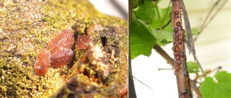 Nuotrauka: serbentinio skydamario žiemojančios nimfos; akacijinio skydamario patelių skydeliai ant vynuogės stiebo.