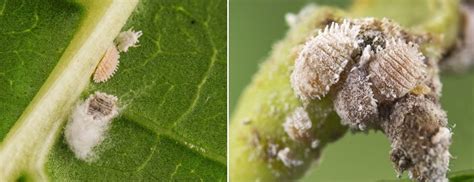 Nuotrauka: šiltnaminio miltuotojo skydamario patelė, dedanti kiaušinius (viršuje), ir patinas (apačioje).