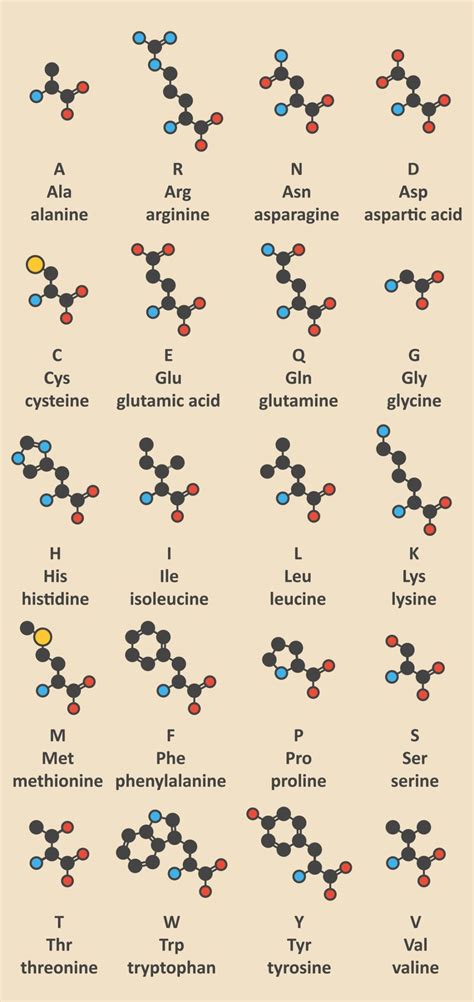 Schematinis vaizdas, iliustruojantis amino rūgščių poveikį augalui streso metu.