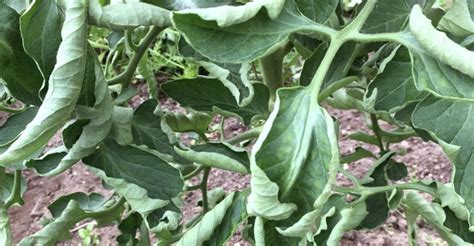 Nuotrauka: pomidorų sausligės pažeisti lapai ir stiebas; sausligės plitimas ant vaisių.