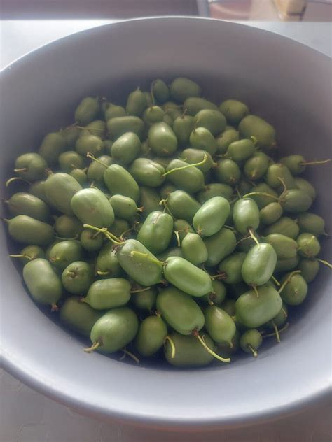 Nuotrauka: kekerinio puvinio paveikti žali vaisiai - šviesiai žalsvi apskritimai ir liga, progresuojanti ant vaisiaus.