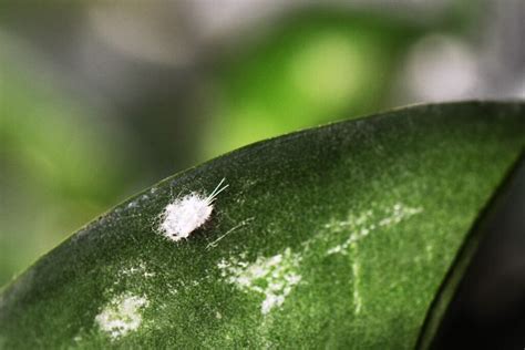 Iliustracija: palyginimas - miltuotasis skydamaris (baltas, vatos pavidalo) ir tikrasis skydamaris (kietas apvalkalas).