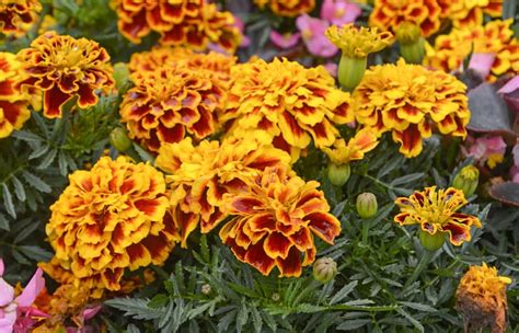 Ekologiška gėlių priežiūra: kovojant su kenkėjais