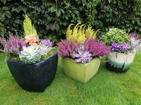 Gėlių kompozicijos vazonuose