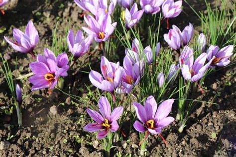 Svogūninės gėlės sodinamos į vazonus