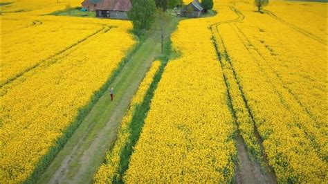 Kanados rapsų laukai vasaros pabaigoje