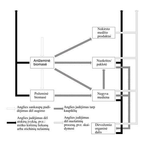 Schema, iliustruojanti anglies dvideginio apykaitą miškuose