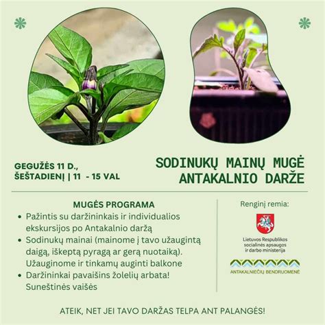 Infografika su pavyzdžiais nepageidaujamų augalų kaimynysčių darže.