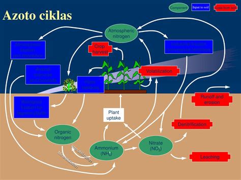 schema: azoto ciklas dirvožemyje