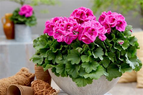 pelargonijos lapų ir žiedų artimas vaizdas