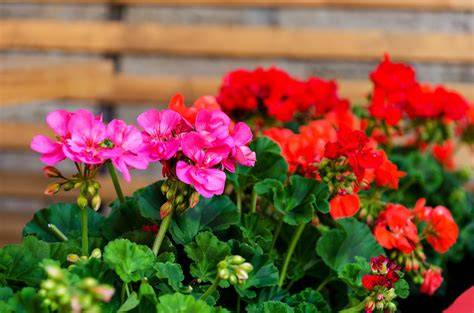 pelargonija su atrama ir gausiais žiedais