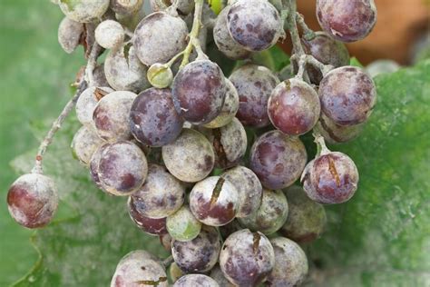 Schema, kaip tikroji miltligė pažeidžia vynmedžio lapą, žiedyną ir uogą.